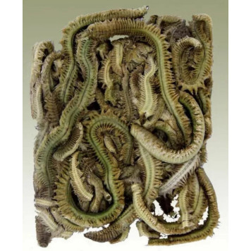 Наживка из сушеного червя пескожила (нереис)/Морской червь-2